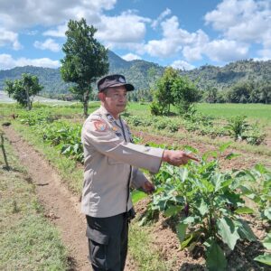 Dukung Program Asta Cita Swasembada Pangan, Bhabinkamtibmas Desa Beru Cek Pekarangan Bergizi Warga
