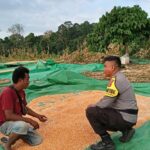 Bantu Kegiatan Petani di Desa Binaan, Bhabinkamtibmas Polsek Tambora Sukseskan Program Ketahanan Pangan Nasional