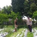 Pemanfaatan Lahan Pekarangan di Desa Jagaraga Jadi Fokus Polsek Kuripan