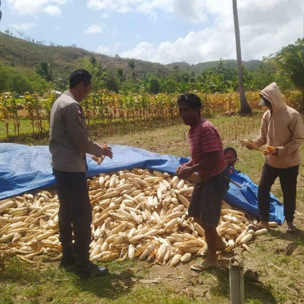 Bhabinkamtibmas Dampingi Panen Jagung di Desa Batu Putih Sekotong