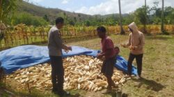 Bhabinkamtibmas Dampingi Panen Jagung di Desa Batu Putih Sekotong