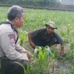 Warga Dusun Are Manis Diedukasi Tanam Sayuran untuk Swasembada Pangan