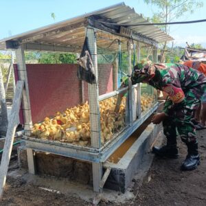Kisah Peternakan Bebek Safiudin di Langko Didampingi Babinsa