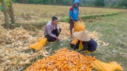 Bhabinkamtibmas Lembar Dukung Petani Jagung di Dusun Eyat Mayang