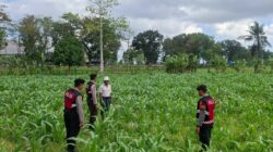 olres Lombok Barat Dampingi Petani Gerung Utara Wujudkan Swasembada Pangan