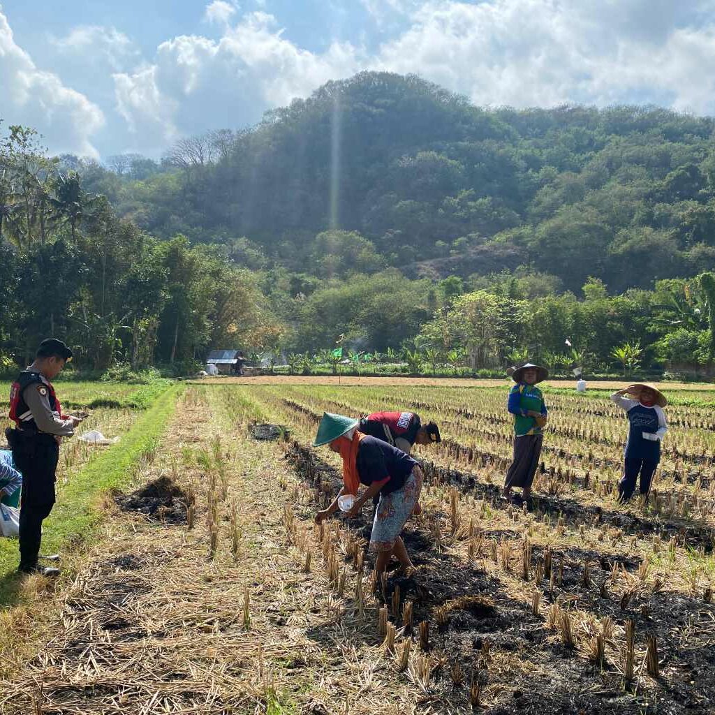Polres Lobar Kawal Produksi Jagung di Kecamatan Gerung