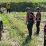 Patroli Polres Lobar Kini Pantau Lahan Jagung: Dukungan Nyata untuk Petani Kuripan