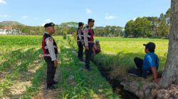 Polres Lombok Barat Pantau Lahan Jagung di Desa Tempos untuk Dukung Swasembada Pangan