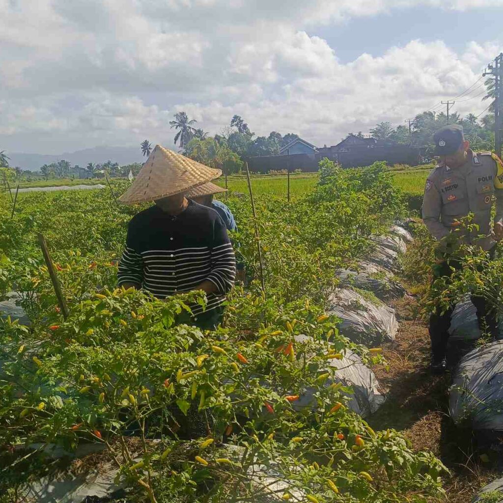 Polri Hadir di Ladang: Panen Cabai di Dusun Pelulan Jadi Simbol Ketahanan