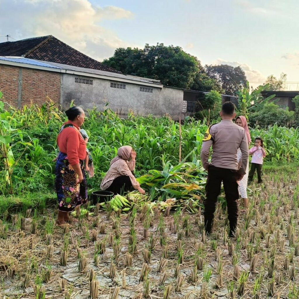 Polsek Kuripan Dukung Ketahanan Pangan di Dusun Pelulan Lewat Sosialisasi ke Petani Jagung