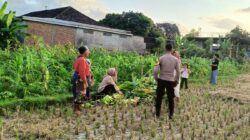 Polsek Kuripan Dukung Ketahanan Pangan di Dusun Pelulan Lewat Sosialisasi ke Petani Jagung
