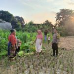 Polri dan Petani Bersinergi Jaga Pangan Nasional di Kuripan Lombok Barat