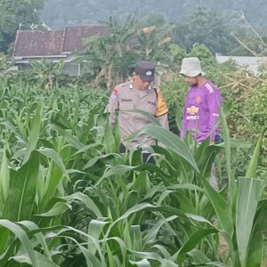 Polsek Lembar Dukung Ketahanan Pangan Lewat Pendampingan Petani di Desa Babussalam