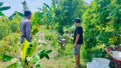 Polsek Lembar Dukung Ketahanan Pangan, Bhabinkamtibmas Beri Semangat Petani Jagung di Eyat Mayang