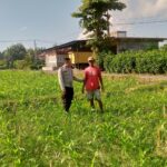 Petani Dusun Lamper Didukung Polri Tanam Jagung untuk Ketahanan Pangan