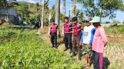 Polri Hadir Bantu Petani Jagung Wujudkan Swasembada di Lombok Barat