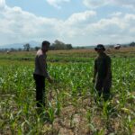 BKTM Desa O,o Pantau Perkembangan Lahan Jagung warga dalam Rangka Dukung Ketahanan Pangan Nasional Menuju Indonesia Emas 2045