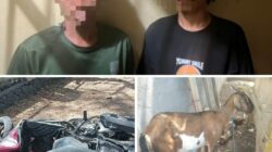 Kapolsek Soromandi Pimpin Penangkapan 2 dari 3 Sindikat Spesialis Pencurian Hewan Ternak