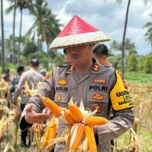 Dukung Asta Cita Presiden, Polres Lombok Utara Sukses Gelar Panen Raya Jagung di Kayangan