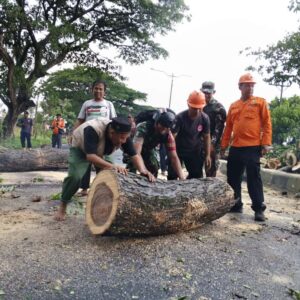 TNI, BPBD, dan Warga Kuripan Evakuasi Pohon Tumbang di By Pass BIL
