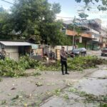 Sat Samapta Polres Bima Kota Tindaklanjuti Laporan Warga Terkait Pohon Tumbang di Kelurahan Sarae