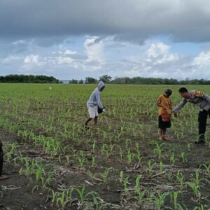 BHABINKAMTIBMAS HU’U DAMPINGI PETANI JAGUNG, DUKUNG PROGRAM KETAHANAN PANGAN MENUJU INDONESIA EMAS 2045