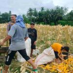 Dukung Ketahanan Pangan Nasional, Bhabinkamtibmas Lembar Imbau Petani Jual Jagung ke Bulog