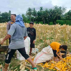 Dukung Ketahanan Pangan Nasional, Bhabinkamtibmas Lembar Imbau Petani Jual Jagung ke Bulog