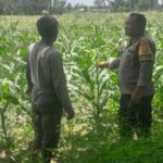 Bhabinkamtibmas Bagik Polak Barat Kawal Ketahanan Pangan