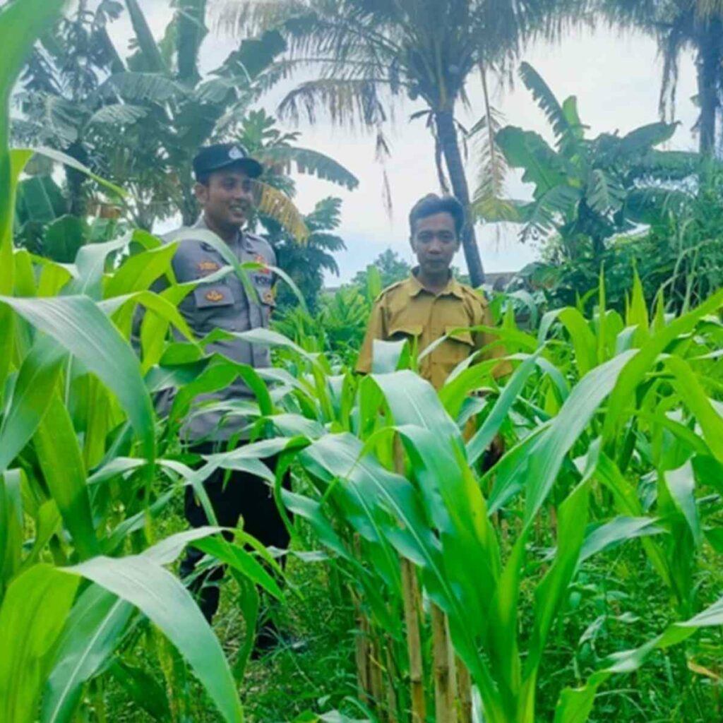 Strategi Polsek Labuapi Optimalkan Lahan Tidur di Bajur