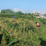 Polsek Labuapi Kawal Petani Jagung di Karang Bongkot