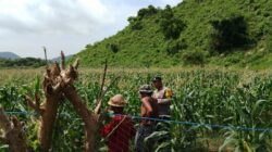 Bhabinkamtibmas Desa Tumpak Polsek Kawasan Mandalika Tinjau Jagung Masyarakat Dukung Ketahanan Pangan