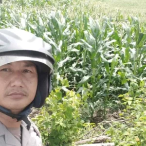 Bhabinkamtibmas Sekotong Pantau Produktivitas Jagung di Lahan Marginal
