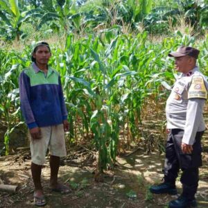 Sinergi Bhabinkamtibmas dan Petani Gerung Wujudkan Swasembada Pangan