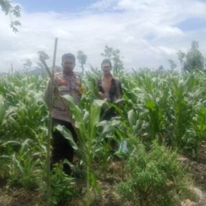 Polsek Gerung Ajak Warga Beleke Optimalkan Lahan Tidur demi Swasembada Pangan