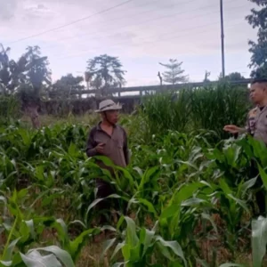 Kapolsek Labuapi Pantau Pemanfaatan Lahan Produktif di Lombok Barat