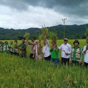 Dukung Swasembada Pangan, Kapolsek Monta Hadiri Panen Raya Padi di Desa Simpasai