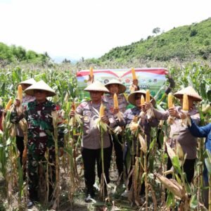 Polres Sumbawa Barat Laksanakan Panen Raya Jagung Serentak Kuartal I Tahun 2026