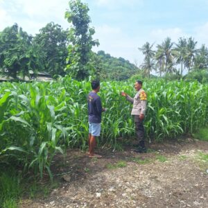 Dukung Ketahanan Pangan, Bhabinkamtibmas Desa Luk Kawal Pertumbuhan Tanaman Jagung Hibrida Warga