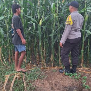 Dukung Program Nasional, Polsek Kempo Lakukan Pemantauan Lahan Jagung Warga