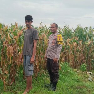 Bhabinkamtibmas Desa Mumbu Laksanakan Pengecekan Lahan Jagung Dukung Ketahanan Pangan