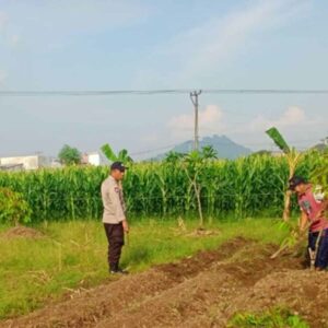 Cara Polsek Labuapi Jaga Stabilitas Pangan di Awal Tahun